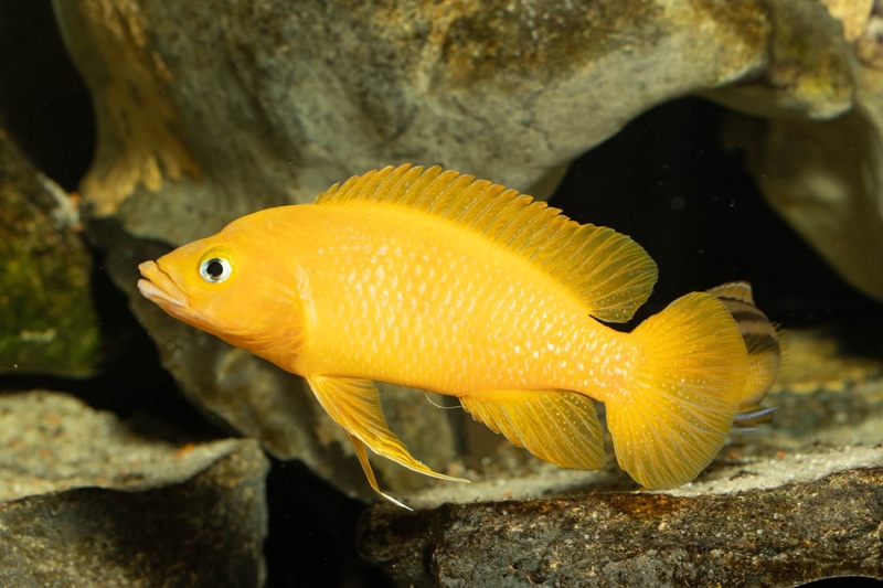 Neolamprologus leleupi 'Talama'